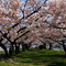 チャットβ桜を見る会