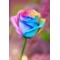 [D:F9E6]Secret garden[D:F9E6]