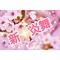 ★新・炎舞★