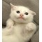 猫たちの縁側