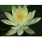 ∞睡蓮花∞