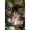 部屋ねこ