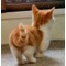 猫の肉球ﾓﾐﾓﾐ合同本部