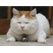 かご猫のしろFC