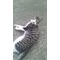 猫猫猫猫猫猫猫