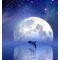 Moon Night