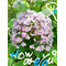 How are you？