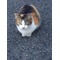 猫鳴堂