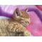 猫ﾆｬﾝﾆｬﾝ同盟