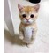 猫ドラ【くすのき】