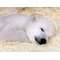 polarbear